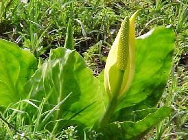 Skunk Cabbage