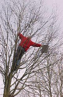 Kite Eating Tree