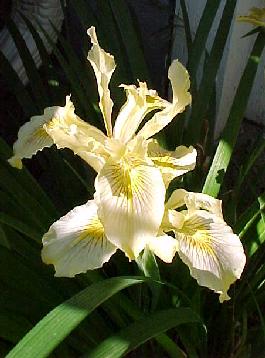 Nortwest native iris