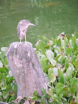 Heron onna rock