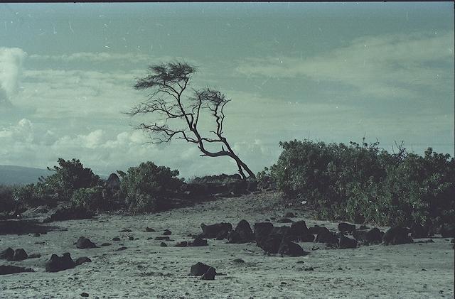 Hawaii038