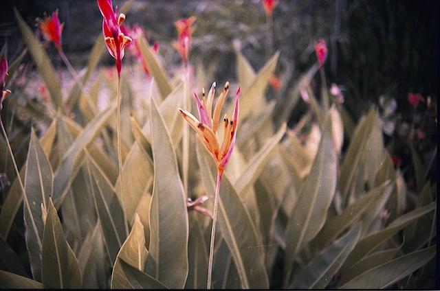 Hawaii082