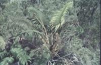 Hawaii035