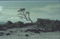 Hawaii038