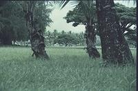 Hawaii063