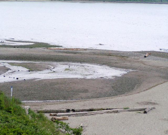 Creek dumps out at Carkeek forming
a little mini-delta at the south end of the
beach.