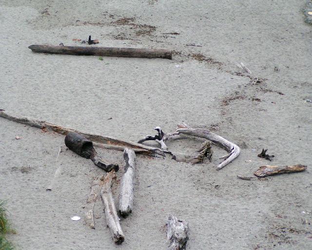 Burnt driftwood on Carkeek
Beach.