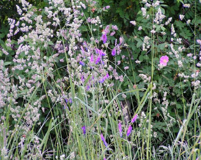 Flowers at Carkeek
Park.