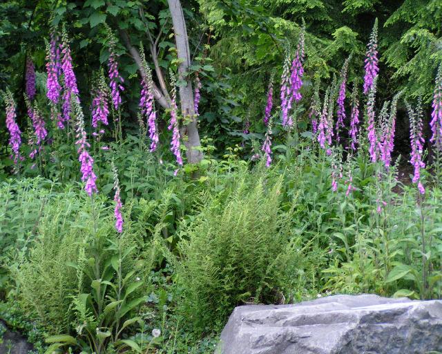 Flowers and rock at Carkeek
Environmental Educational Center.