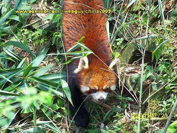 [Red Panda]