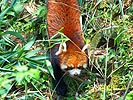 [Red Panda]