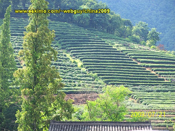 [Tea Fields]